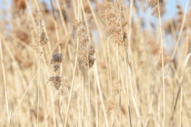 Rüzgarda uçuşan otlar, sakin bir arka planda mavi gökyüzü.