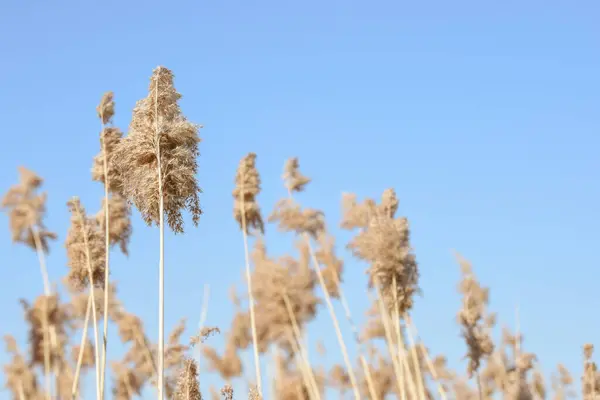 stock image Pampas grass in the breeze with blue sky in a calm nature background