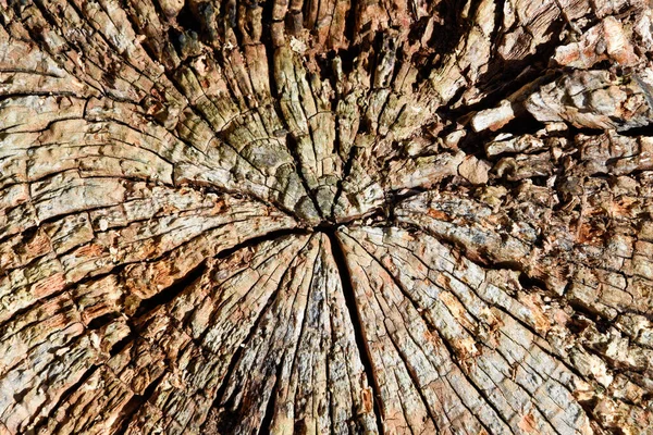 stock image Natural abstract Wooden background from tree stump in nature