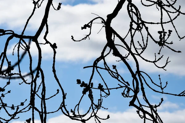 Natur Abstrakt Von Ästen Mit Blauem Himmel Und Leichten Wolken — Stockfoto