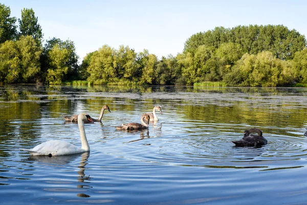 White Swan Family Baby Swan Signets Reflections Water Lake — Stock Photo, Image