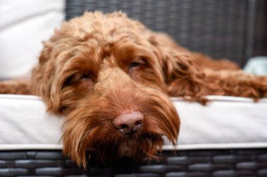 Köpek kanepede uyuyor. Burnunu kapat.