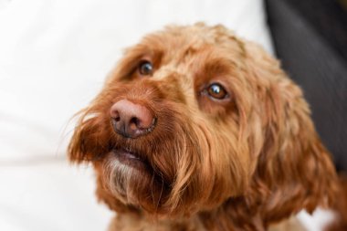 Dışarıda otururken kameraya bakan sevimli köpek.