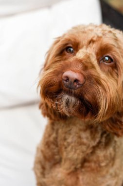Dışarıda otururken kameraya bakan sevimli köpek.