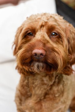 Dışarıda otururken kameraya bakan sevimli köpek.