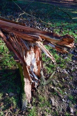 Parktaki şiddetli rüzgârlar fırtına ağacına zarar verdi.