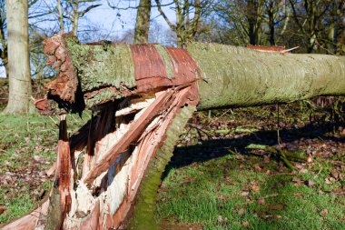 Parktaki şiddetli rüzgârlar fırtına ağacına zarar verdi.