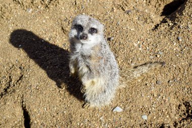 Cute meercat standing and looking towards the camera close up clipart