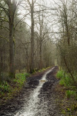 Popüler bir yürüyüş ya da yürüyüş güzergahındaki ormanda çamurlu bir yol.