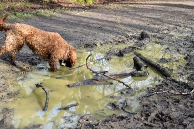 Yürüyüş sırasında dışarıdaki su birikintisinden köpek içme suyu.