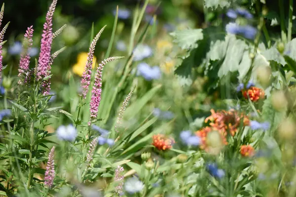 Yaz bitkilerinin ve çiçeklerin sığ tarlalarda çeşitliliği