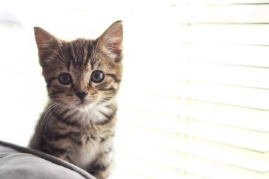 Şirin tüylü kedi yavrusu oturma odasındaki kanepede, parlak bir pencerenin önünde oturuyor.