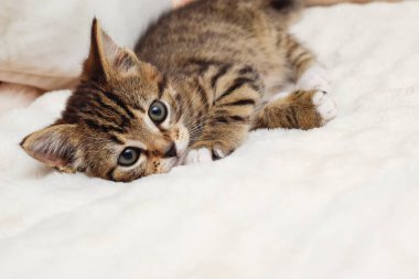 Beyaz bir battaniyenin üzerindeki kedi yavrusu kameraya bakıyor.
