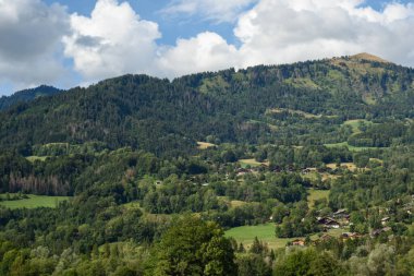 Evcil kedi yavrusunu kucağına alıp ona bakıyor.