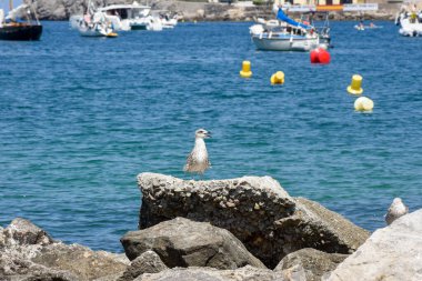 Seagul, kumsalın güneşli bir gününde mavi okyanus suyunun önündeki bir kayanın üzerinde duruyor.