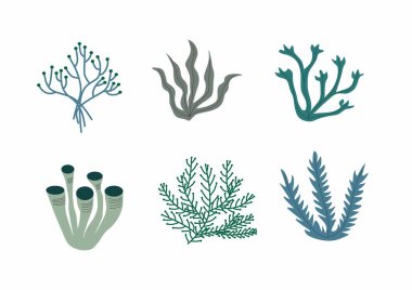 Taşıyıcı el mercan paketi. Su altı yosunları. Tahsilat. Beyaz arkaplanda izole