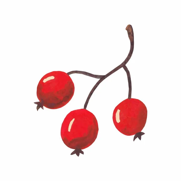 Aquarell Rote Herbstbeeren Zweig Handgezeichnet — Stockvektor