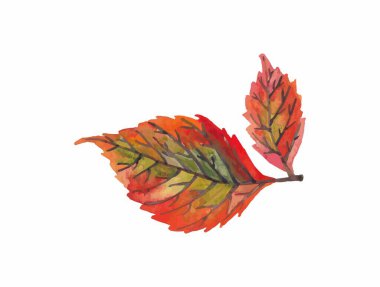 Suluboya sonbahar yaprağı. El yapımı yeşillik. Renkli ve parlak. İki yaprak.