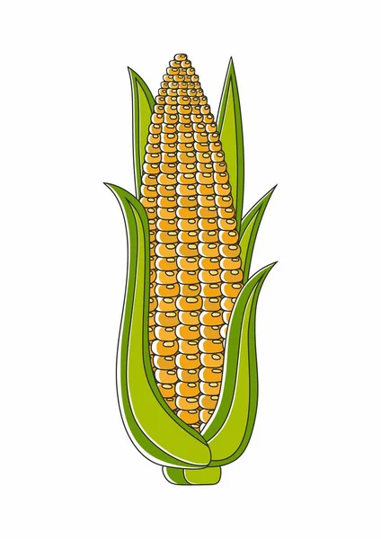 Sladký Organický Kukuřičný Klas Izolovaný Bílém Pozadí Žlutá Kukuřice Zelenými — Stockový vektor