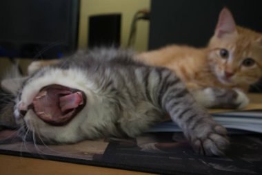 Kedi yerde yatıyor.