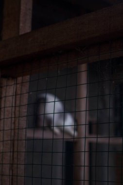 tel parmaklıkların arkasındaki tahtanın üzerindeki kedi görüntüsü