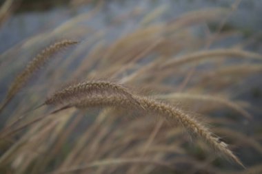 Çiftlik yolunda yetişen Pennisetum setaceum fabrikası