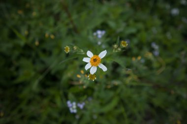 Çiçek açmış yastık çiçekleri.