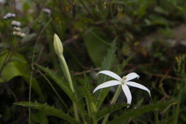 İzotoma longiflora çiçeği tamamen çiçek açmış.