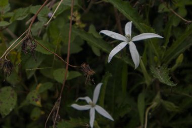 İzotoma longiflora çiçeği tamamen çiçek açmış.