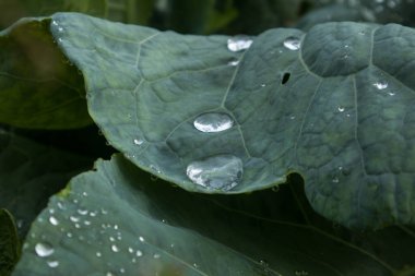 Lahana yapraklarında biriken su damlacıkları.