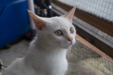 Kısa saçlı beyaz kedi zarif poz veriyor.