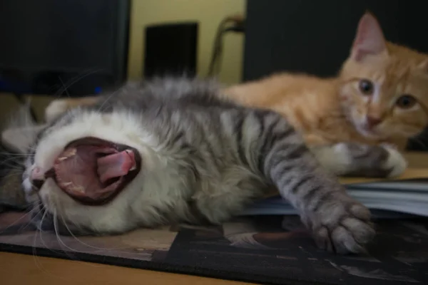 Gato Deitado Chão — Fotografia de Stock