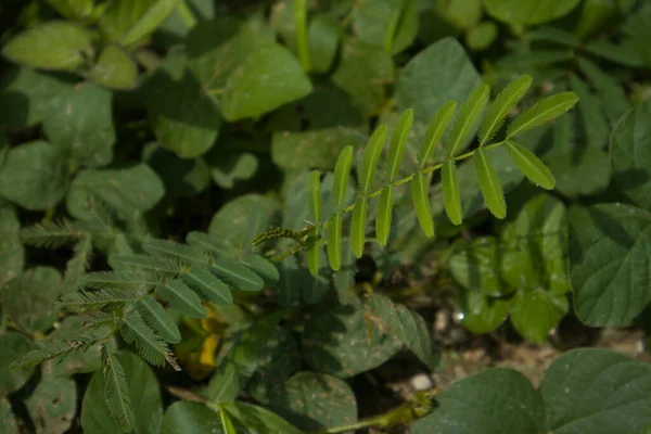 Mimosa pudica bitkisi yaprakları tarlada büyüyor.