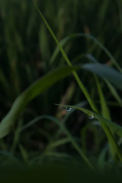 the water drops on the leaves of the weeds are green