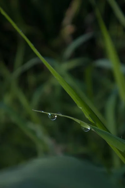 the water drops on the leaves of the weeds are green