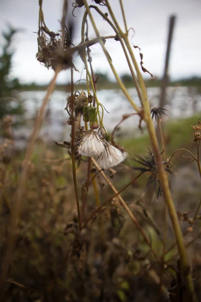 Senecio vulgaris çiçekleri kurumuş ve kurumuş.