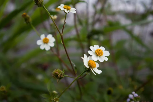 Bidens Pilosa Flowers Full Bloom — Stock Photo, Image