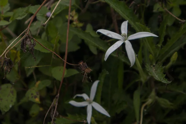 Stock image isotoma longiflora flower in full bloom