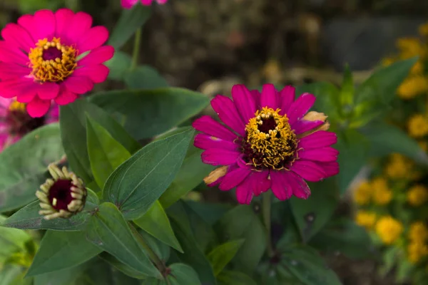 Zinnia Elegans Çiçeği Tam Açtı 