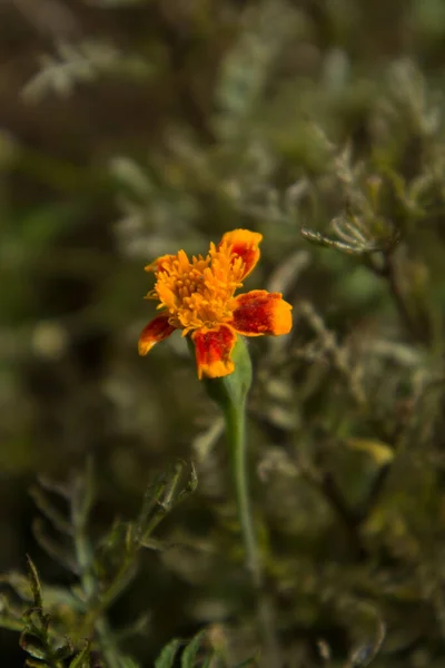 Tagetes Erecta Flower Full Bloom — стоковое фото