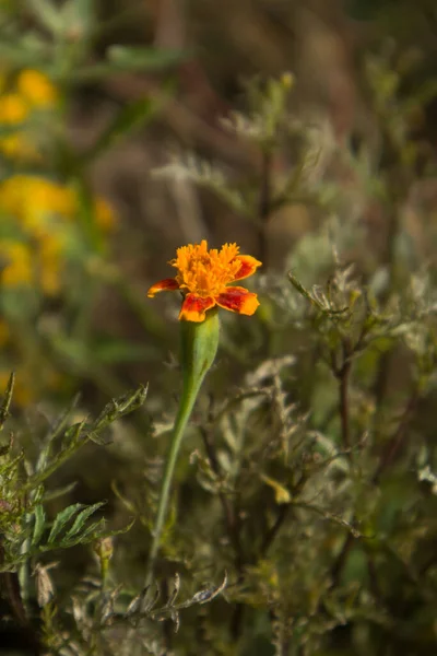 Tageter Erectas Flower Full Bloom – stockfoto