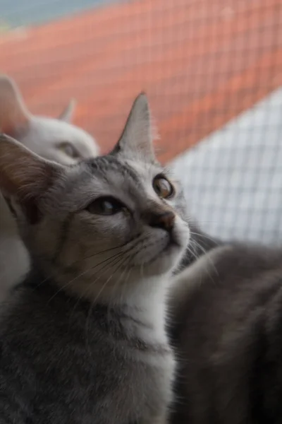 Kurzhaarige Gestreifte Katze Sitzt Und Starrt Die Ferne — Stockfoto
