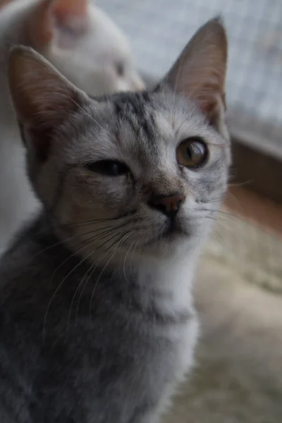 Короткошерстная Полосатая Кошка Сидит Смотрит Вдаль — стоковое фото