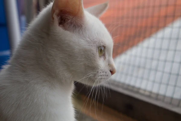 Kurzhaarige Weiße Katze Posiert Elegant — Stockfoto