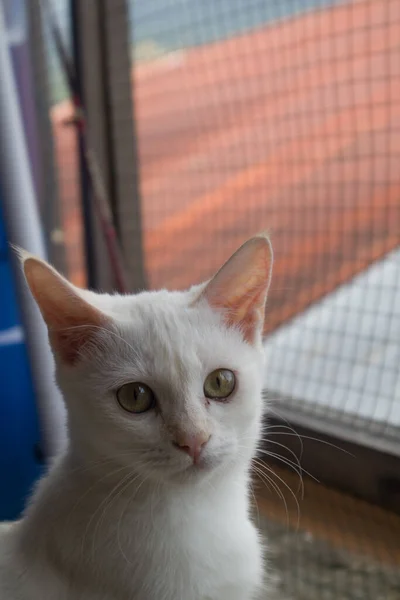 Gato Branco Cabelos Curtos Posando Elegantemente — Fotografia de Stock