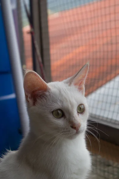 Κοντή Άσπρη Γάτα Που Ποζάρει Κομψά — Φωτογραφία Αρχείου