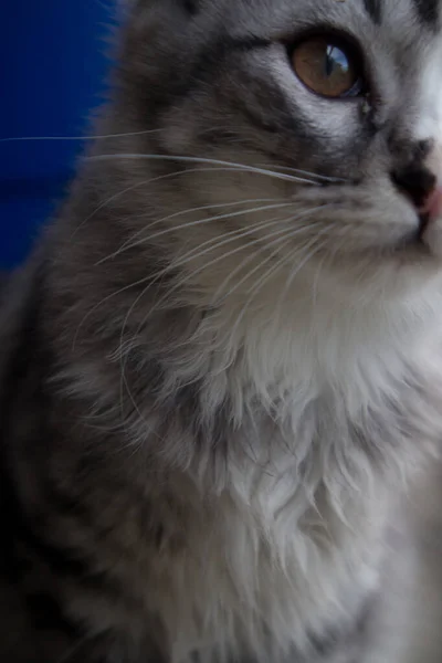 Μακριά Μαλλιά Ριγέ Γάτα Μισό Πρόσωπο Θέτουν — Φωτογραφία Αρχείου