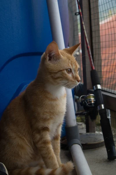 Korthårig Orange Katt Med Vita Markeringar Bröstet — Stockfoto