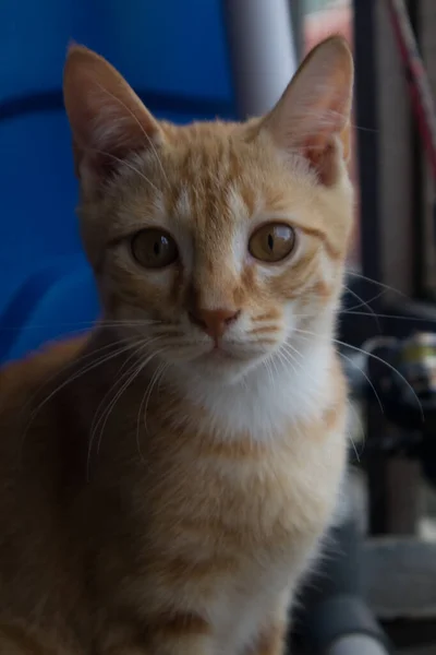 胸に白い跡のある短毛のオレンジ猫 — ストック写真