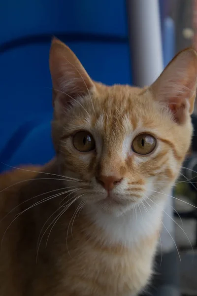 Kurzhaarige Orangefarbene Katze Mit Weißen Markierungen Auf Der Brust — Stockfoto